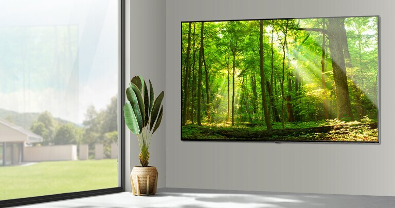 Large flatscreen TV mounted against a grey wall next to a large floor-to-ceiling window. The screen shows a forest scene with light shining through the trees.